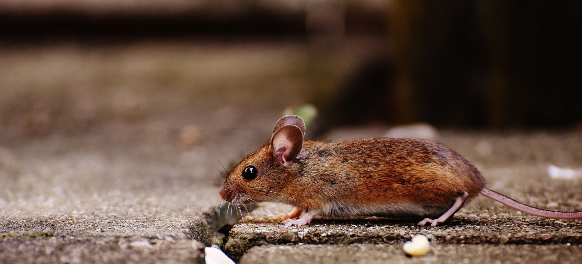 Désinsectisation dératisation équipe à Les Abymes