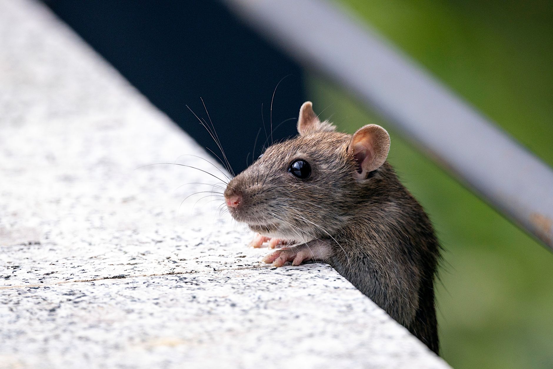 Désinsectisation dératisation à Les Abymes